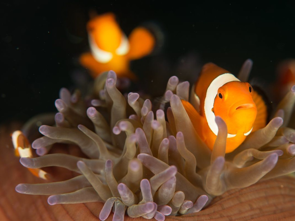 Moalboal, Liveaboard, Filipijnen - Undiscovered.nl