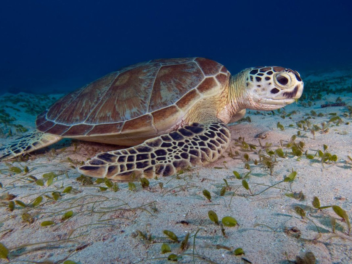 Coron, Liveaboard, Filipijnen - Undiscovered.nl