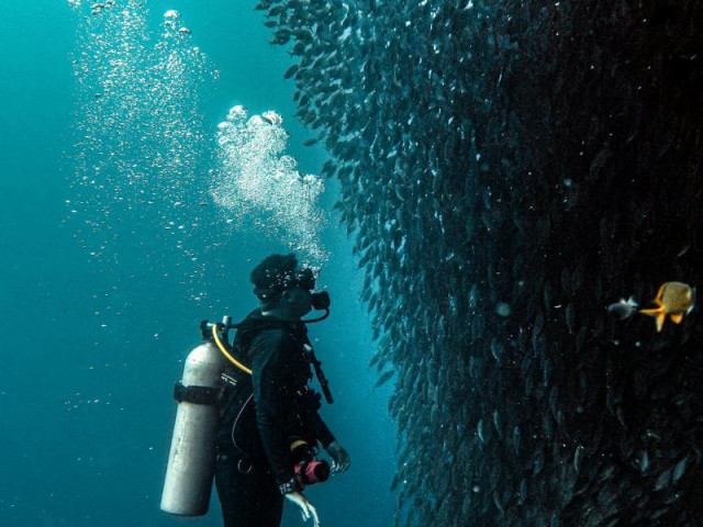 Moalboal Sardine Run, Liveaboard, Filipijnen - Undiscovered.nl