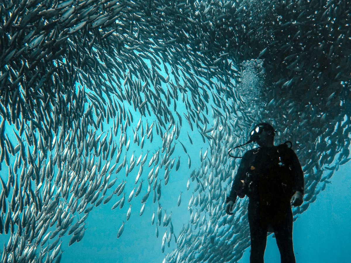 Moalboal Sardine Run, Liveaboard, Filipijnen - Undiscovered.nl