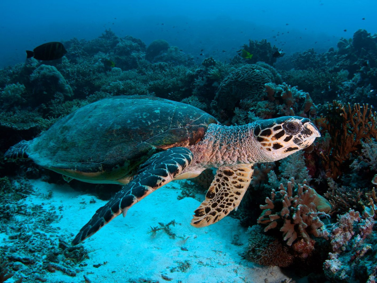 Tubbataha National Park, Liveaboard, Filipijnen - Undiscovered.nl