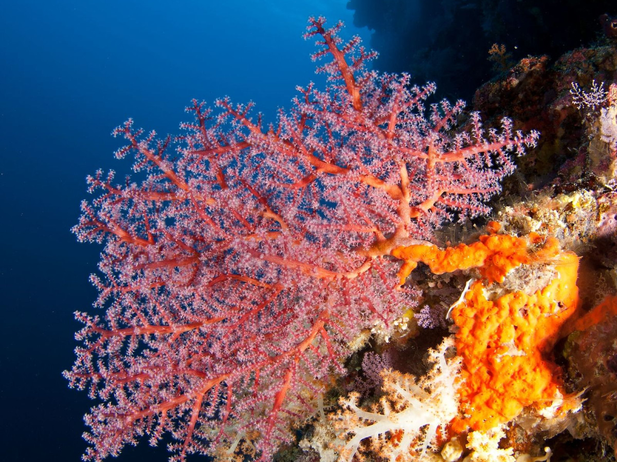 Tubbataha National Park, Liveaboard, Filipijnen - Undiscovered.nl