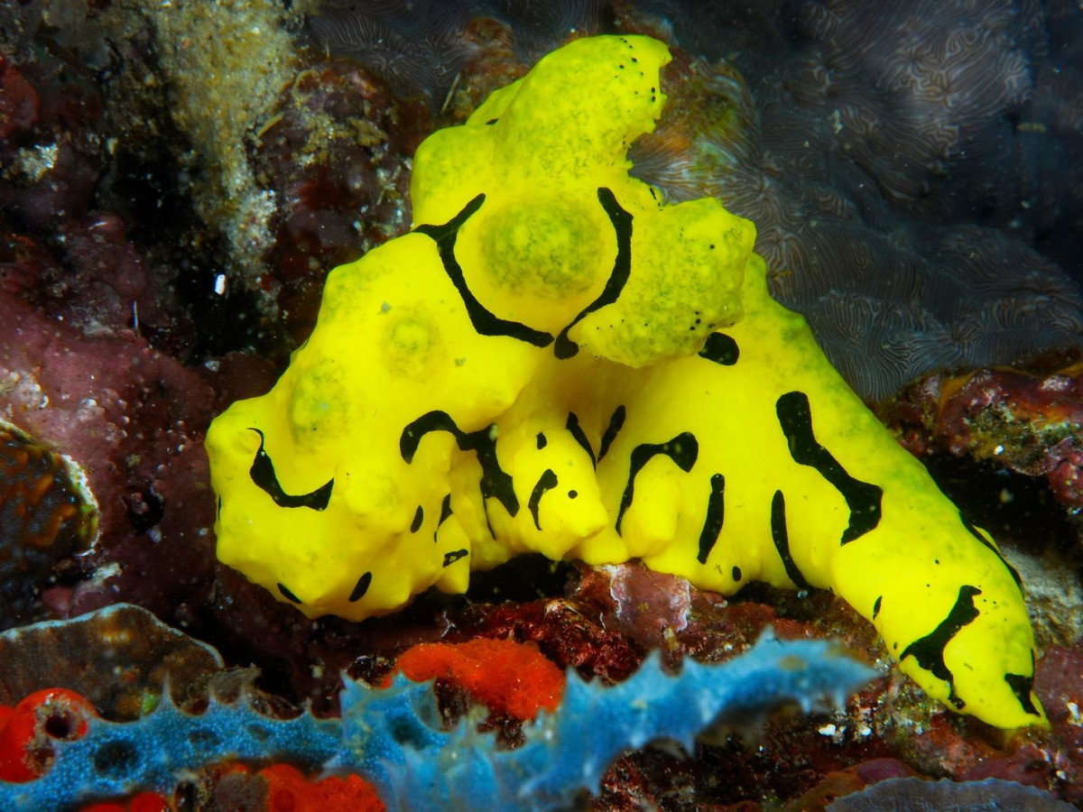 Macroleven, Visayas, Filipijnen - Undiscovered.nl