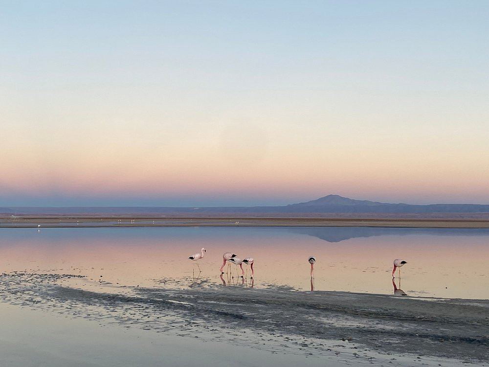 Piedras Rojas flamingo's, Chili- undiscovered.nl