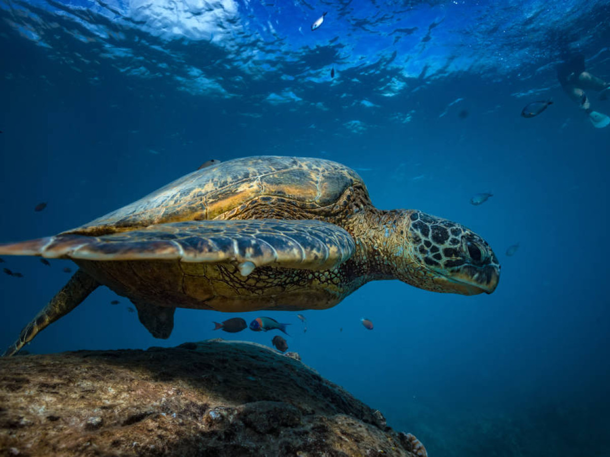 Schildpad Pigeon Island, Trincomalee, Sri Lanka - Undiscovered.nl