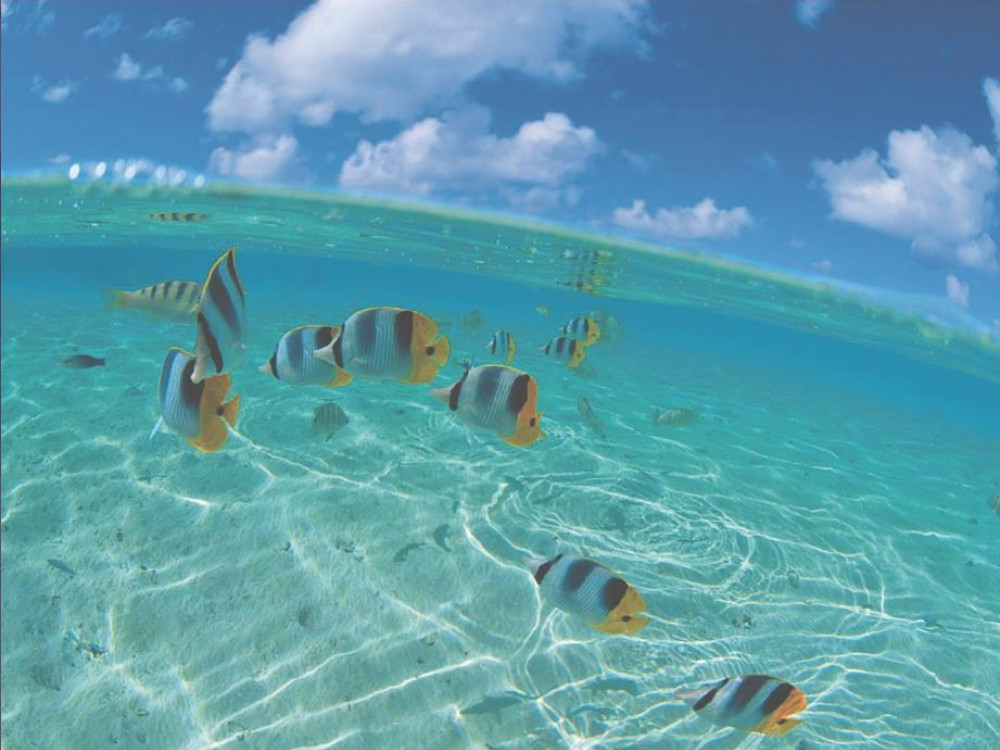 Vissen Pigeon Island, Trincomalee, Sri Lanka - Undiscovered.nl