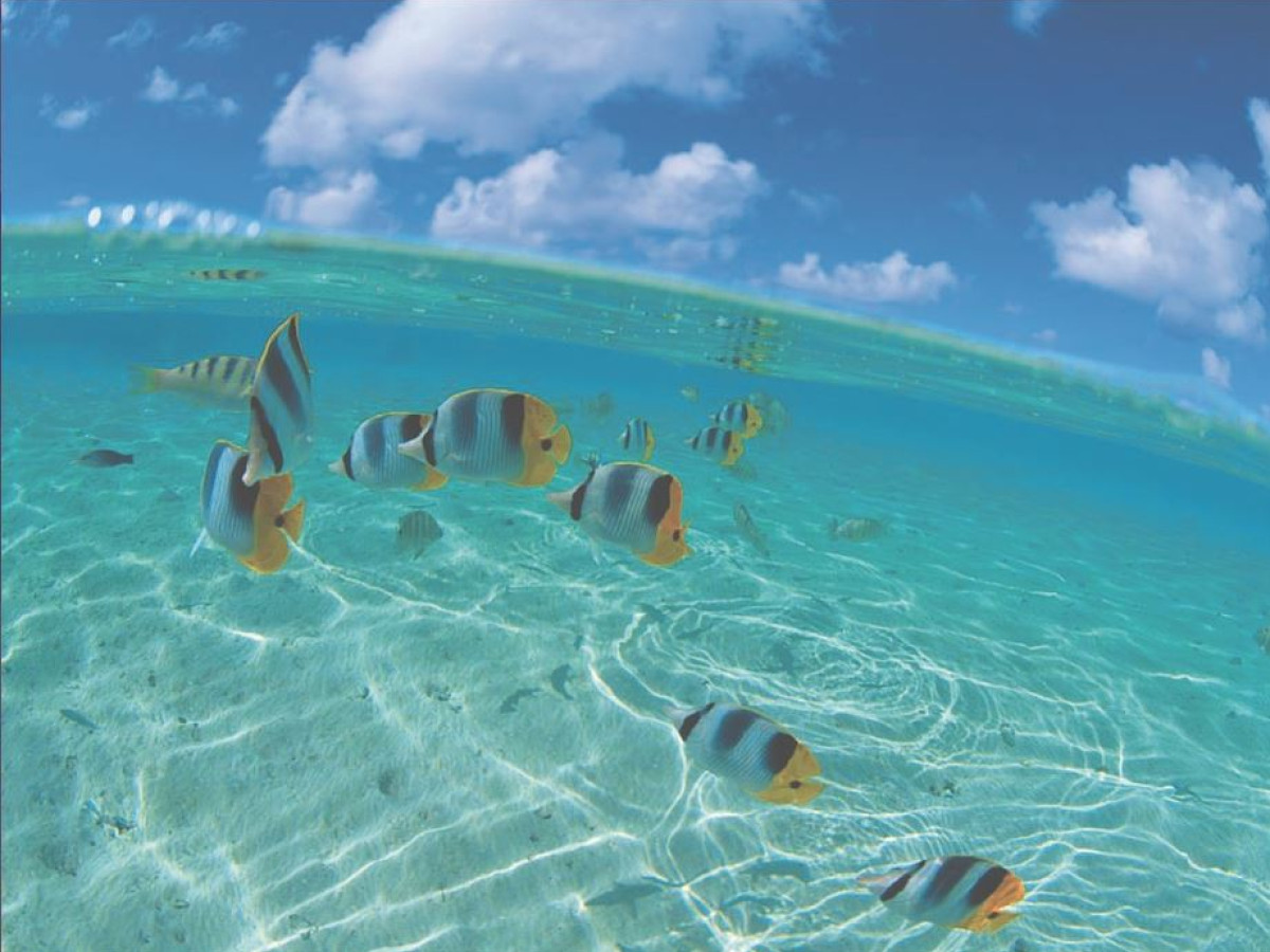 Vissen Pigeon Island, Trincomalee, Sri Lanka - Undiscovered.nl