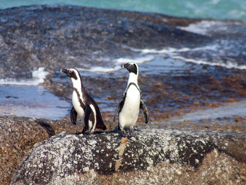 Pinguïns in Namibië - Undiscovered.nl