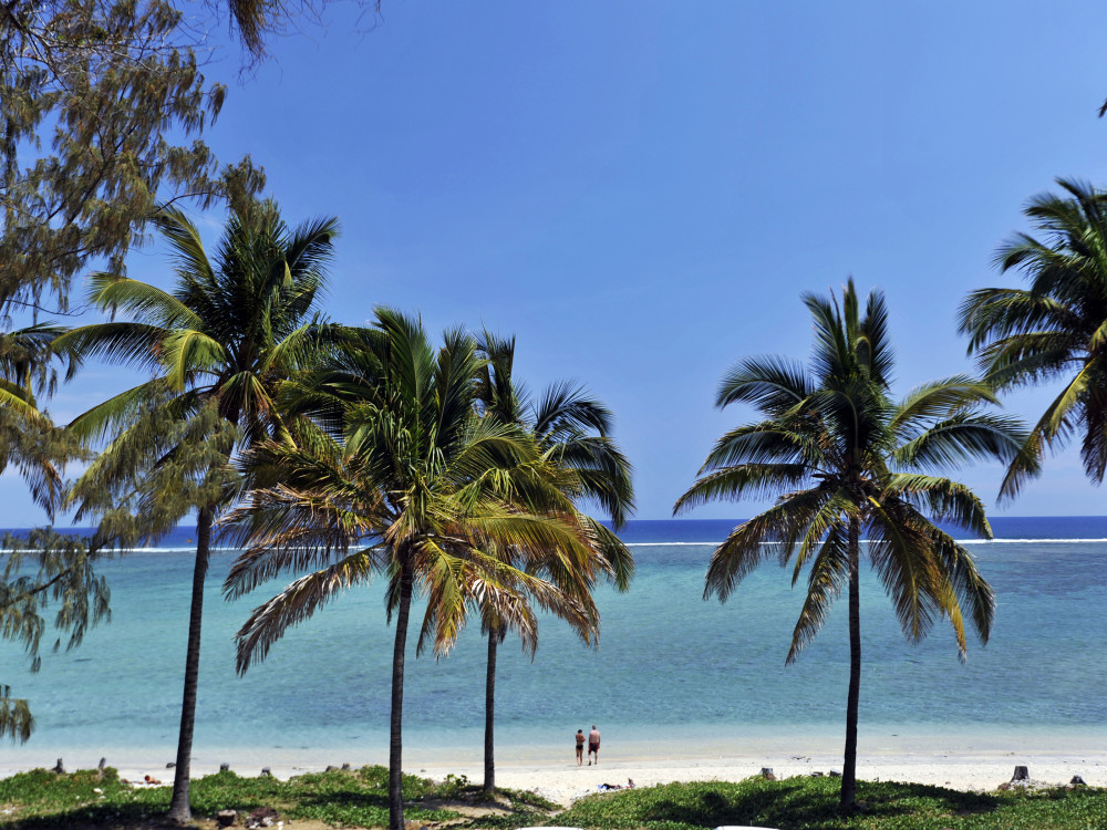 Palmbomen in Réunion - Undiscovered.nl