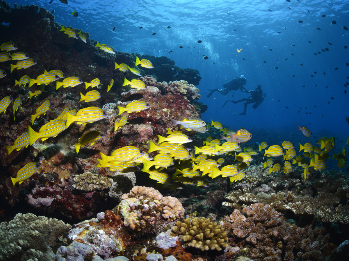 Onderwaterleven in Réunion - Undiscovered.nl