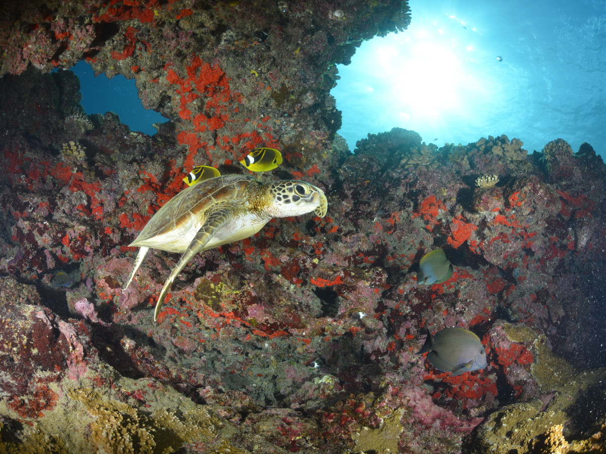 Zeeschildpad tussen het koraal - Undiscovered.nl
