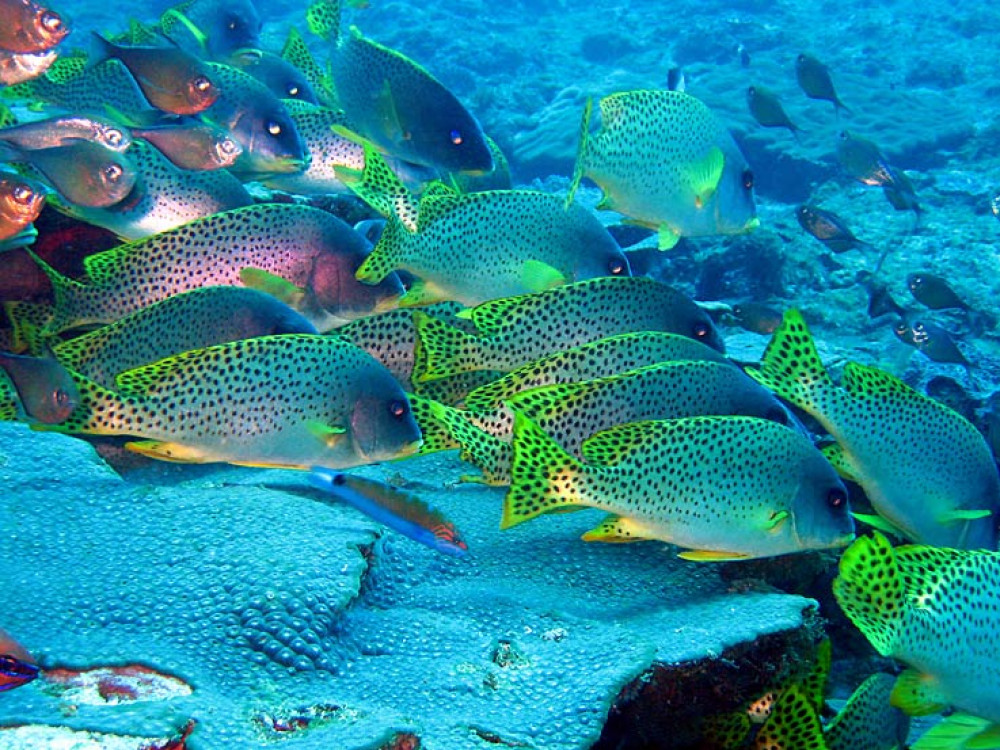 Diverse vissen, Madagascar - Undiscovered.nl