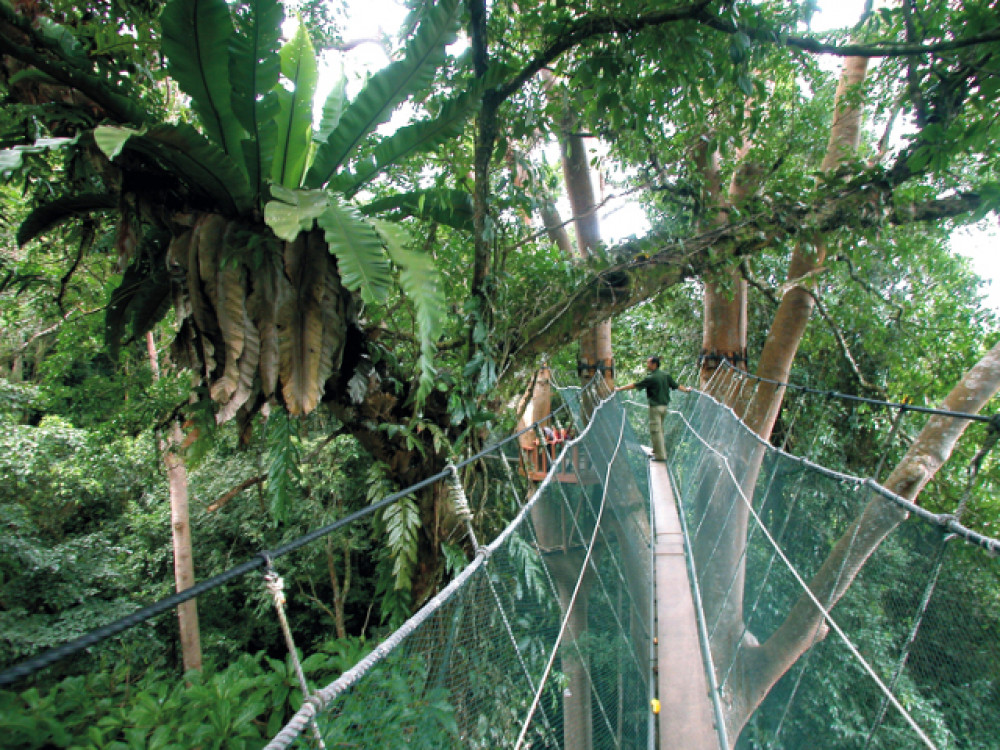 Canopy Walk Kinabalu National Park, Borneo - Undiscovered.nl