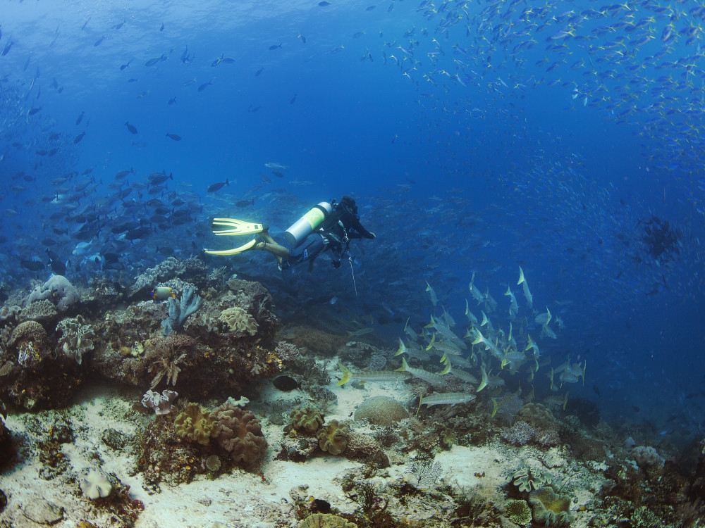 Duiken in Raja Ampat, Papua Paradise - Undiscovered.nl