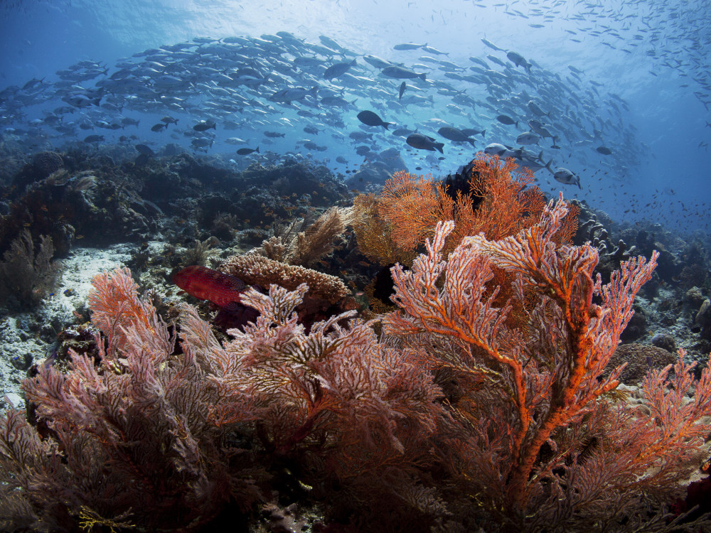 Onderwaterleven in Raja Ampat, Papua Paradise - Undiscovered.nl