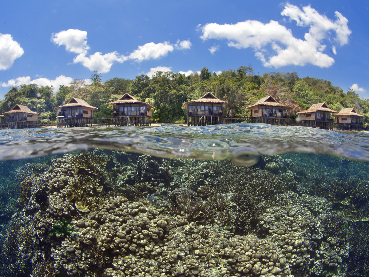 Koraal voor de deur van Papua Paradise - Undiscovered.nl