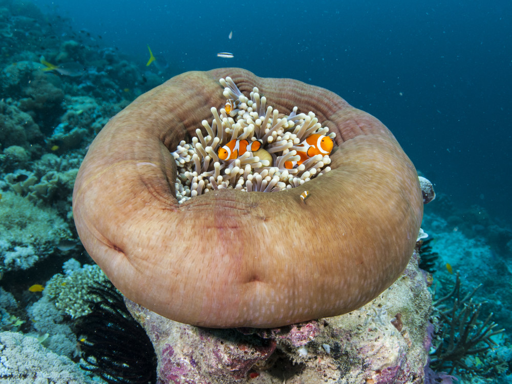 Duiken in Raja Ampat, Papua Paradise - Undiscovered.nl