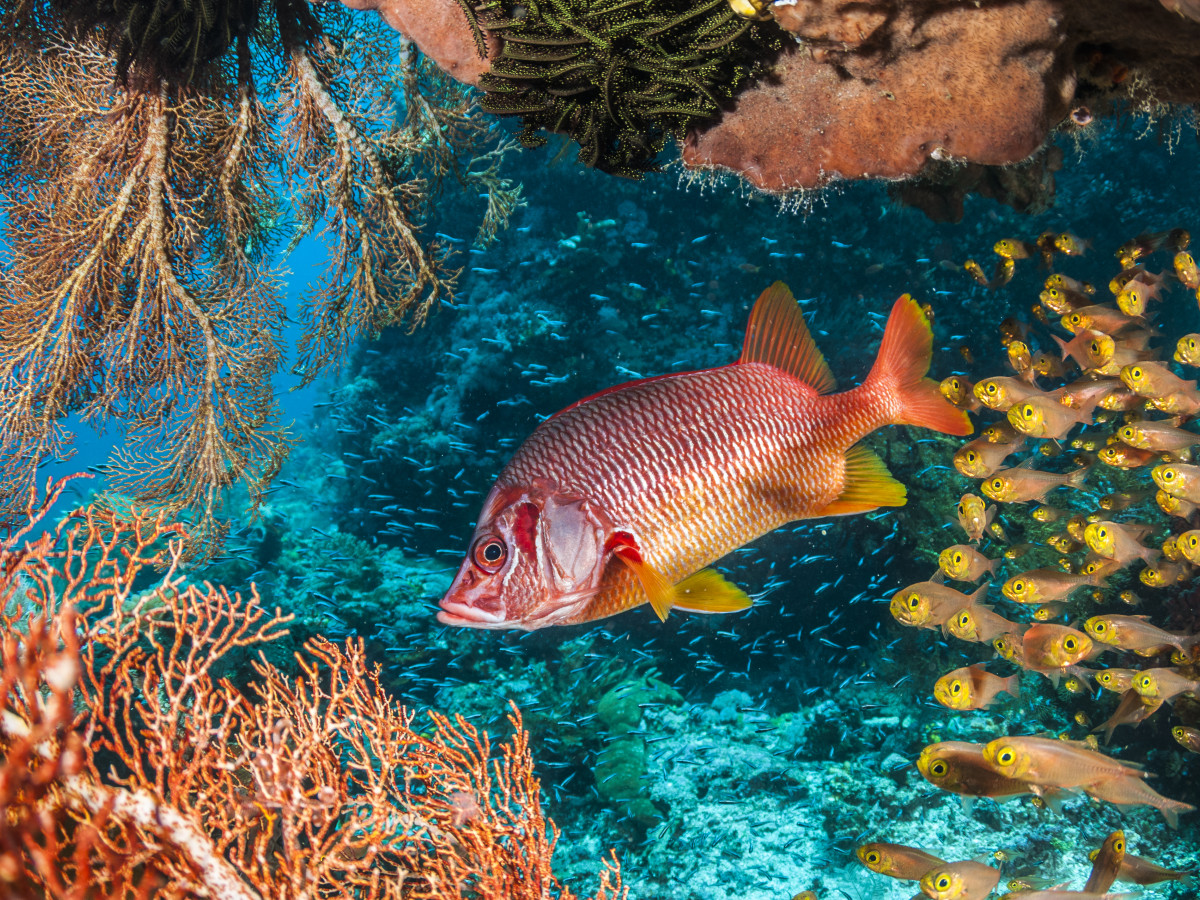 Duiken in Raja Ampat, Papua Paradise - Undiscovered.nl