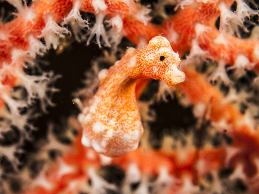 Duiken in Raja Ampat, Papua Paradise - Undiscovered.nl