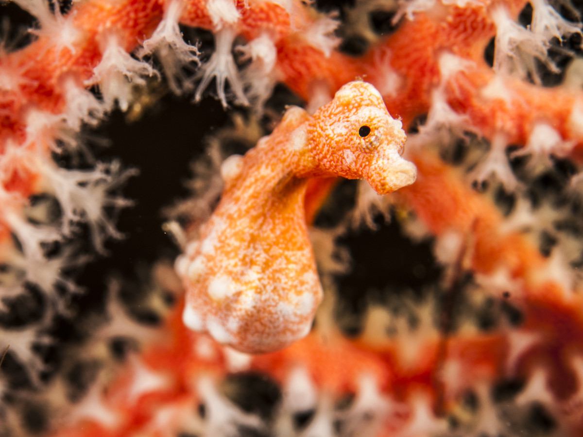 Duiken in Raja Ampat, Papua Paradise - Undiscovered.nl