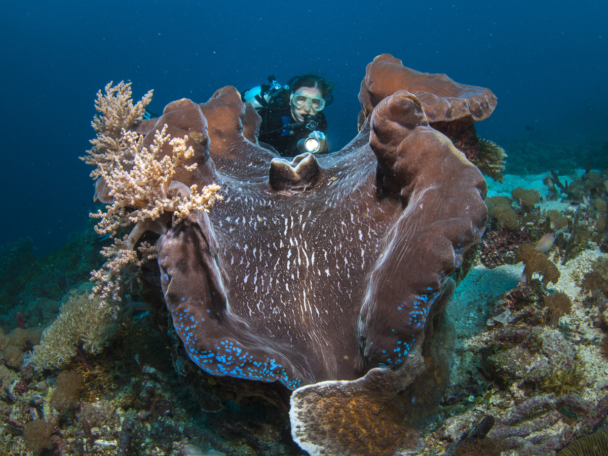 Duiken in Raja Ampat, Papua Paradise - Undiscovered.nl