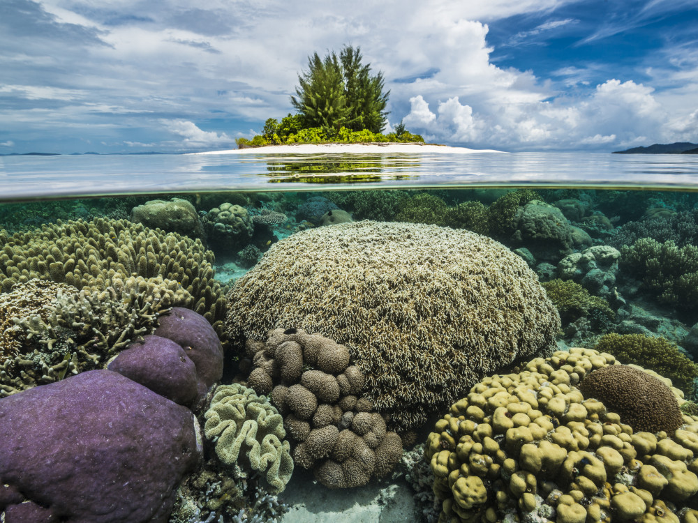 Kleurrijk koraal in Raja Ampat, Papua Paradise - Undiscovered.nl
