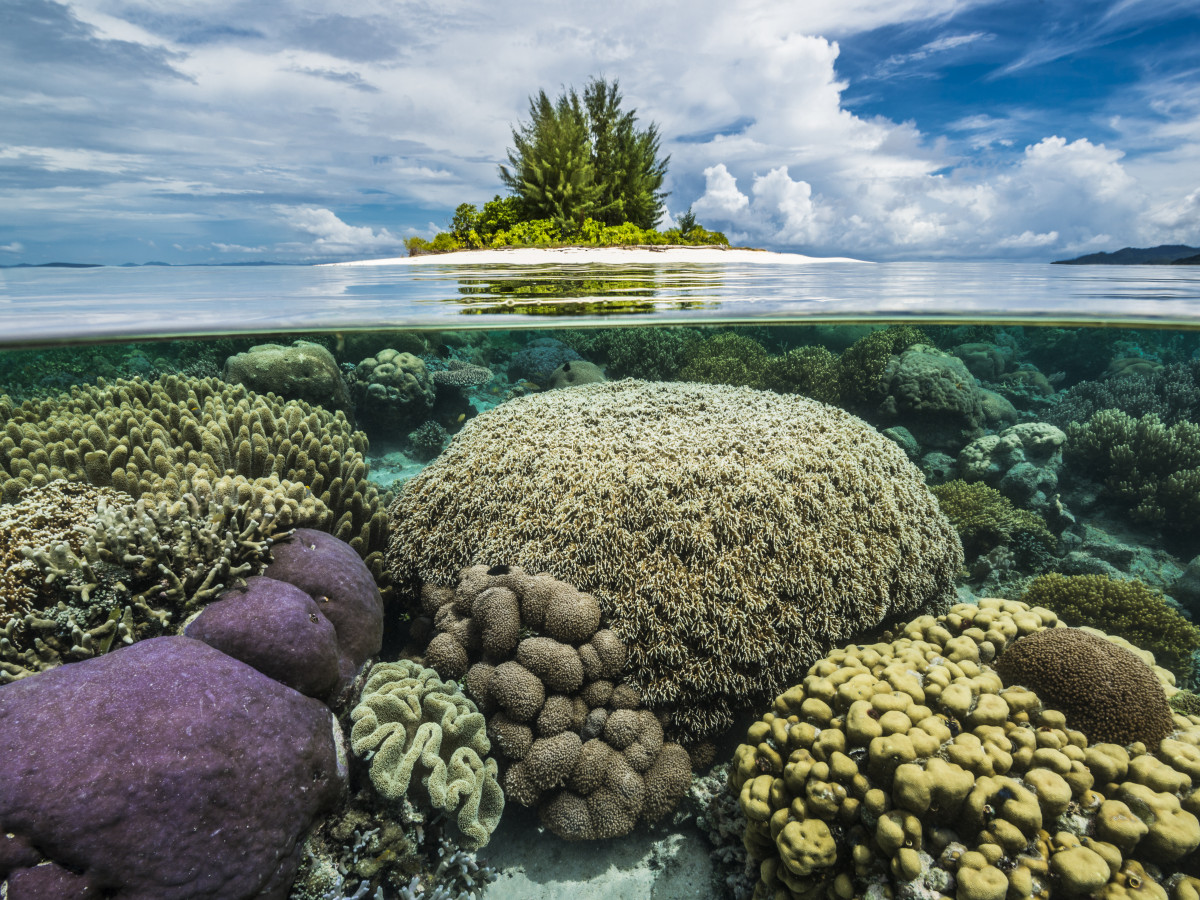 Kleurrijk koraal in Raja Ampat, Papua Paradise - Undiscovered.nl