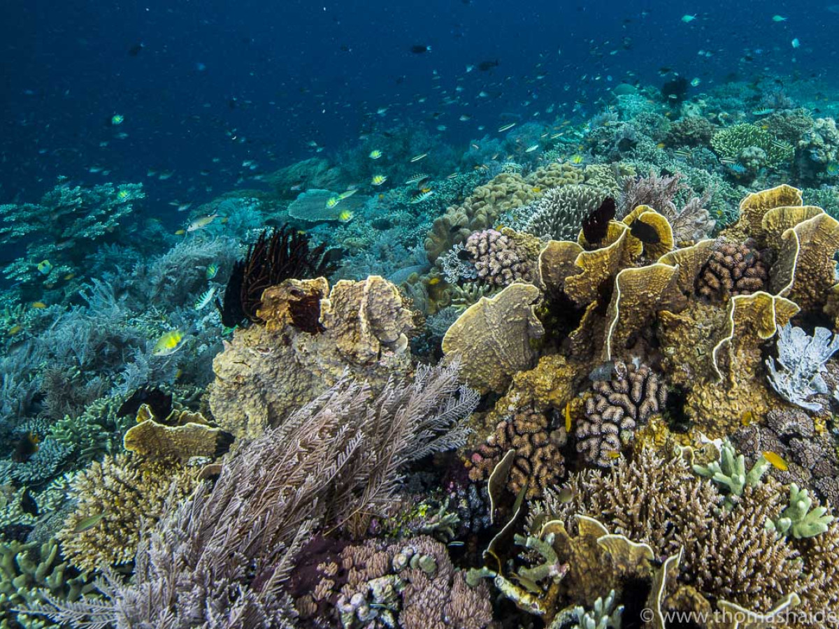 Duiken rond Batanta met Papua Paradise Eco Resort - Undiscovered.nl