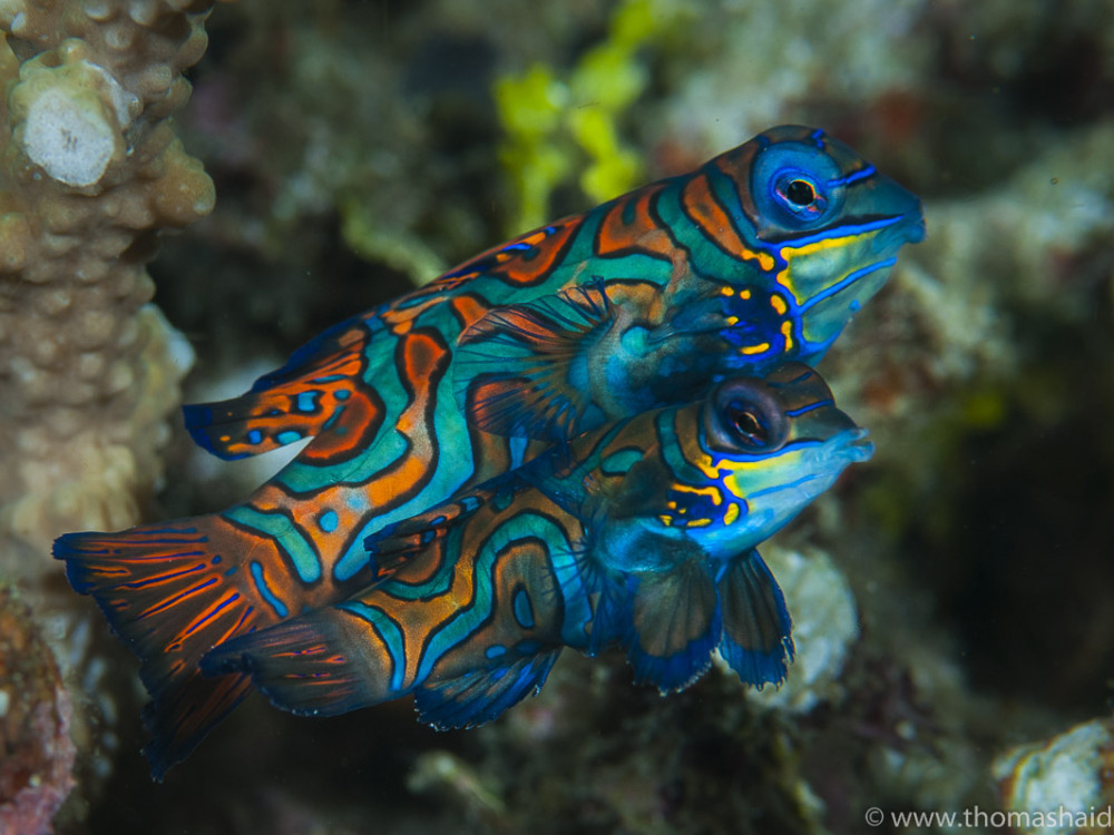 Mandarijnvissen in Oost-Indonesië, Papua Paradise - Undiscovered.nl