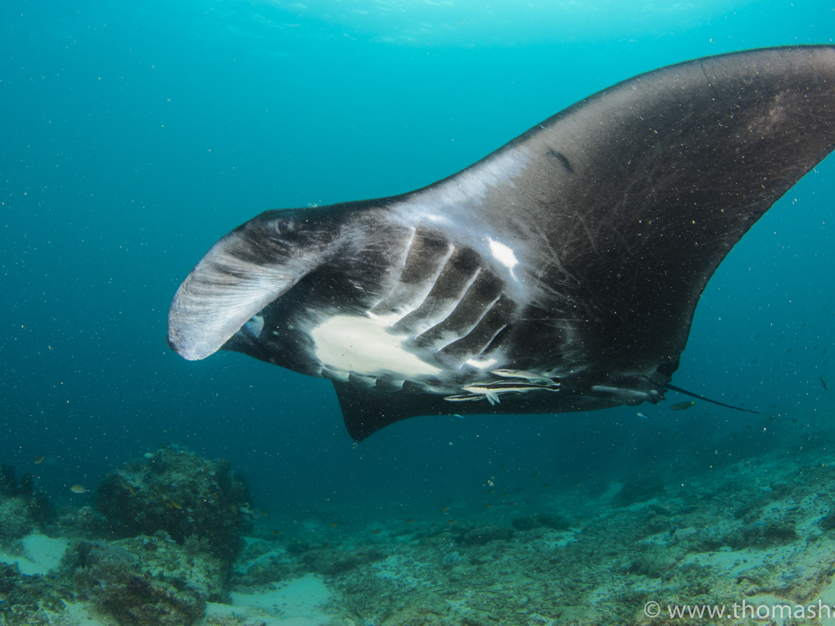 Mantarog in Oost-Indonesië, Papua Paradise - Undiscovered.nl