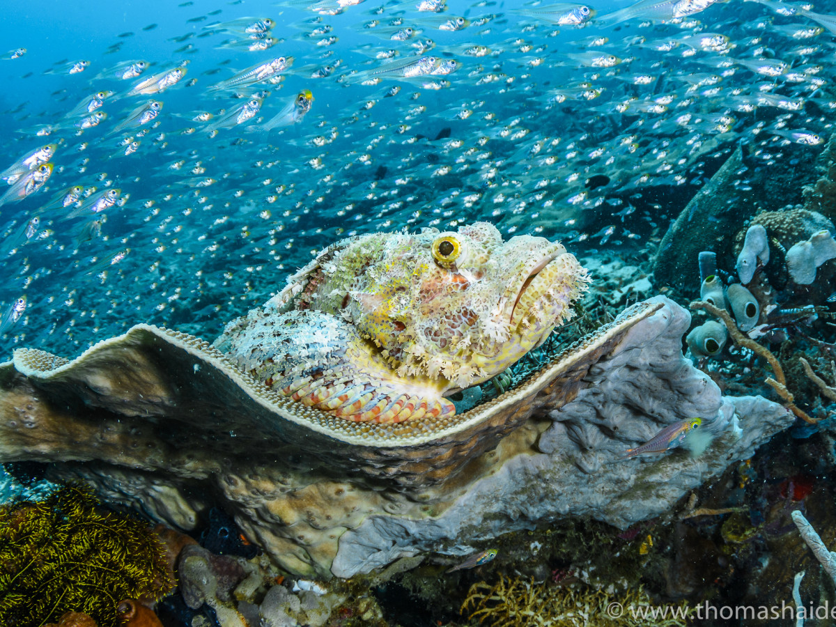 Duiken rond Batanta met Papua Paradise Eco Resort - Undiscovered.nl