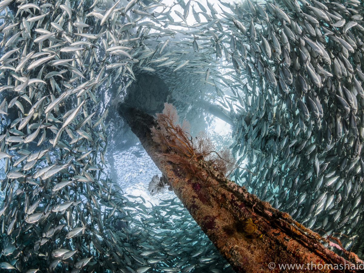 Duiken rond Papua Paradise Eco Resort - Undiscovered.nl