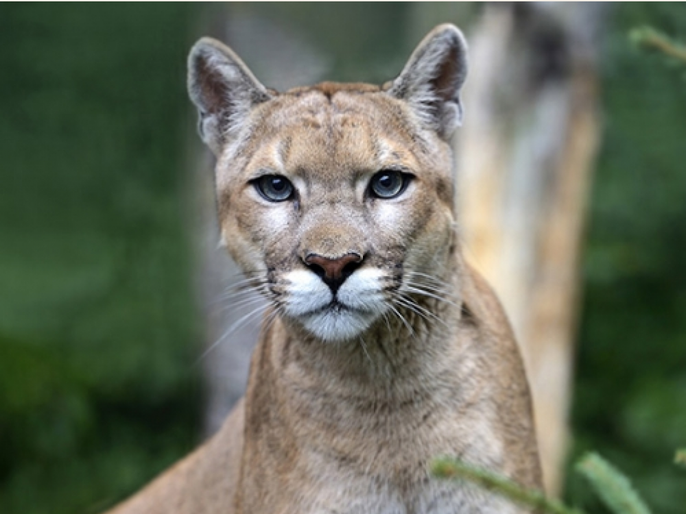 Puma in Belize - Undiscovered.nl