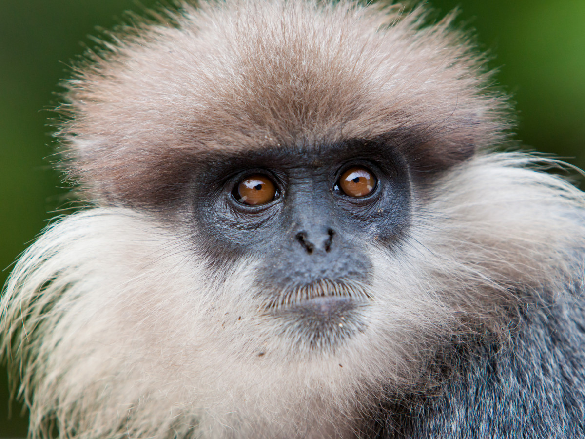 Sri Lanka purple faced langur Horton Plains National Park - Undiscovered.nl