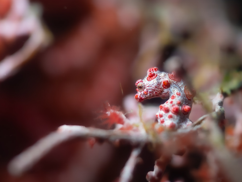 Pygmy, Raja Ampat. Door Iris Uijttewaal - Undiscovered.nl