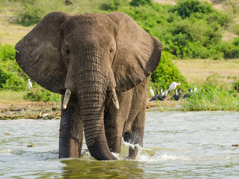 Olifant in Oeganda - Undiscovered.nl