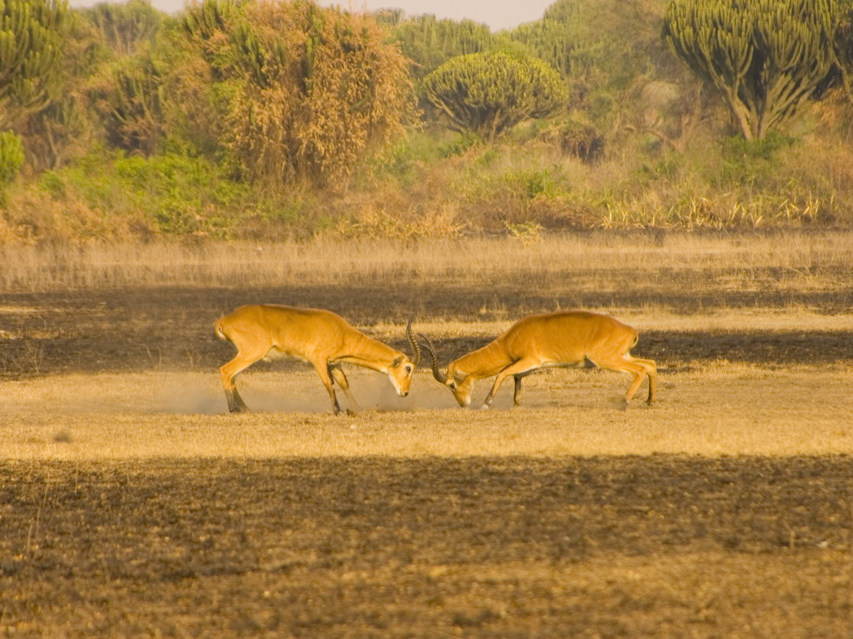 Wildleven in Oeganda - Undiscovered.nl