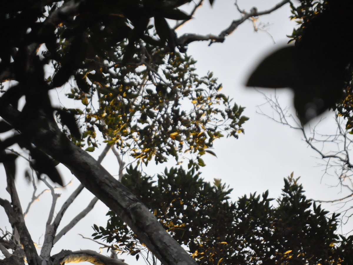 Paradijsvogel in West-Papoea, Oost-Indonesië - Undiscovered.nl