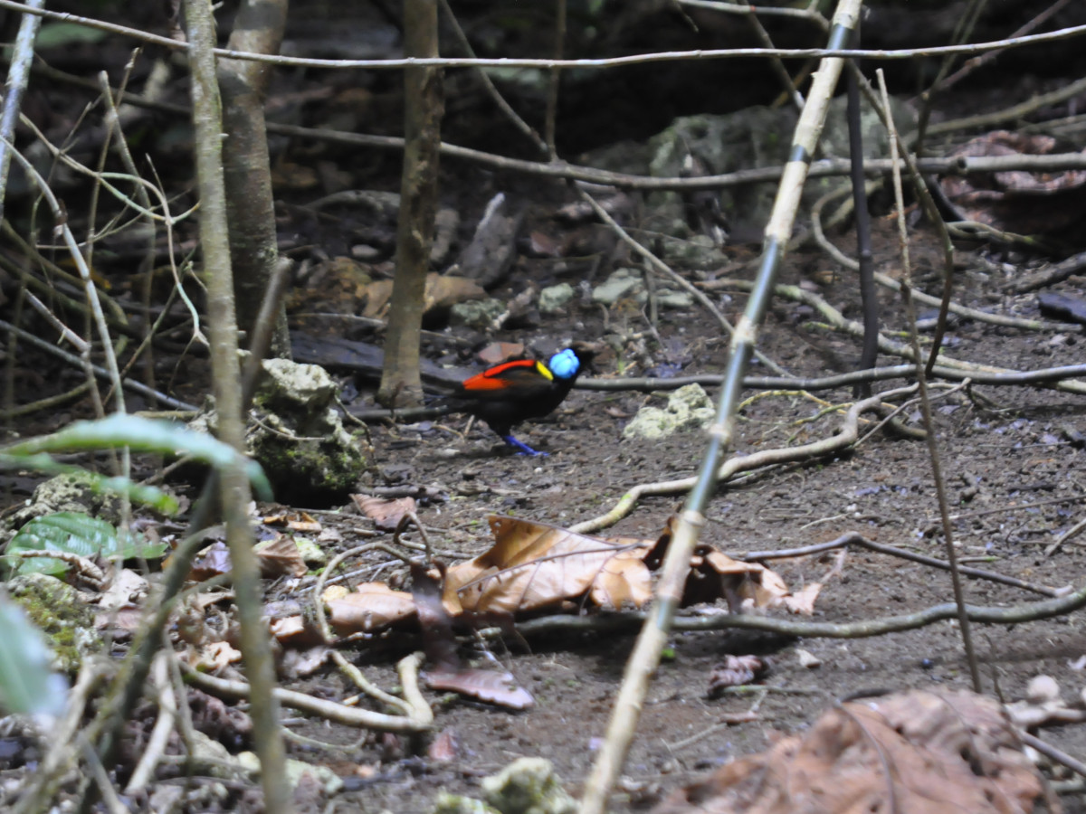 Wilson Bird of Paradise in Raja Ampat, Oost-Indonesië - Undiscovered.nl