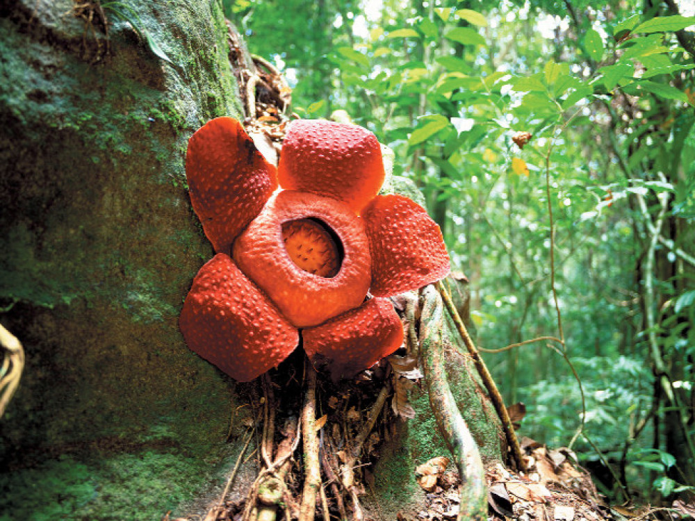 Rafflesia, Gunung Gading National Park, Borneo - Undiscovered.nl