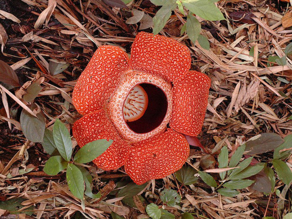 Rafflesia, Kinabalu National Park, Borneo - Undiscovered.nl