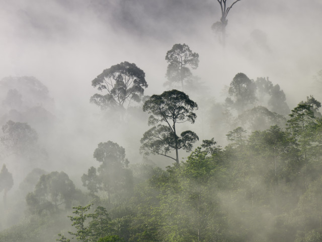 Regenwoud in Borneo - Undiscovered.nl