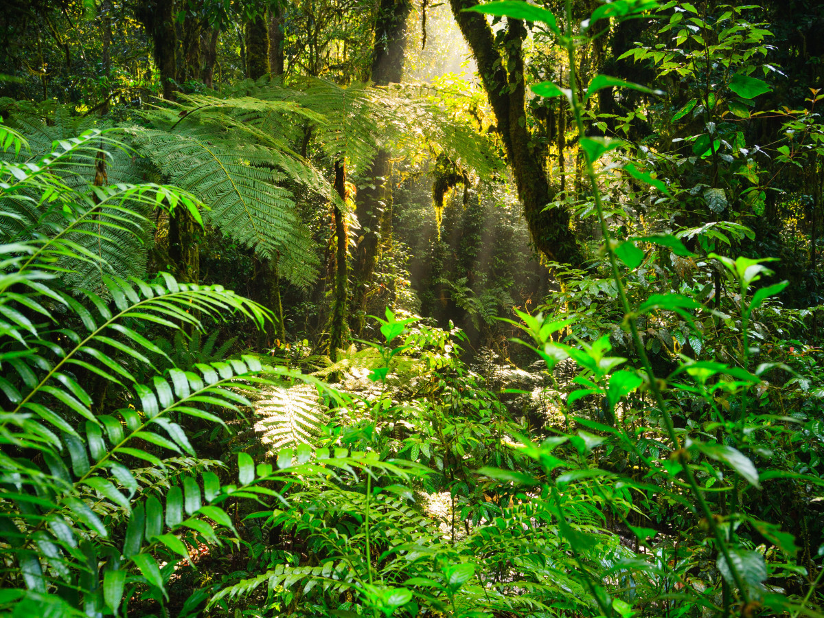 Regenwoud in Oeganda - Undiscovered.nl
