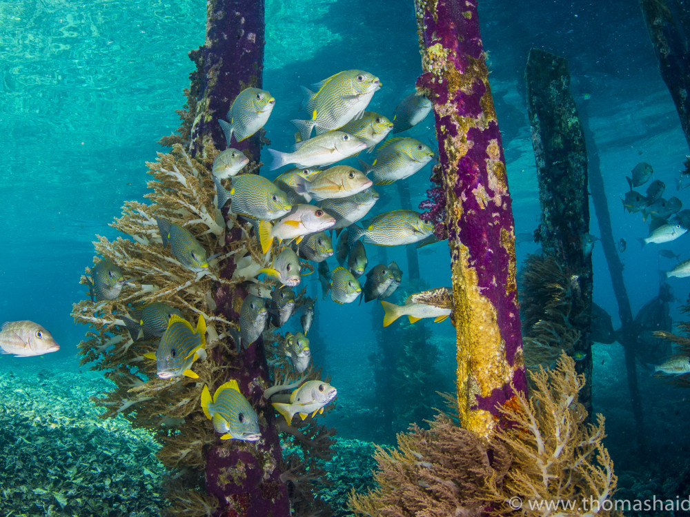 Onderwaterleven in Raja Ampat bij Papua Paradise, Oost-Indonesië - Undiscovered.nl