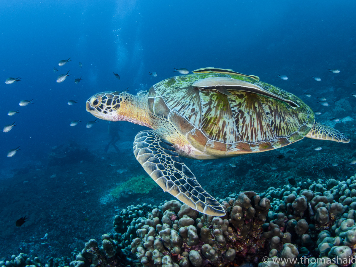 Zeeschildpad in Raja Ampat bij Papua Paradise, Oost-Indonesië - Undiscovered.nl