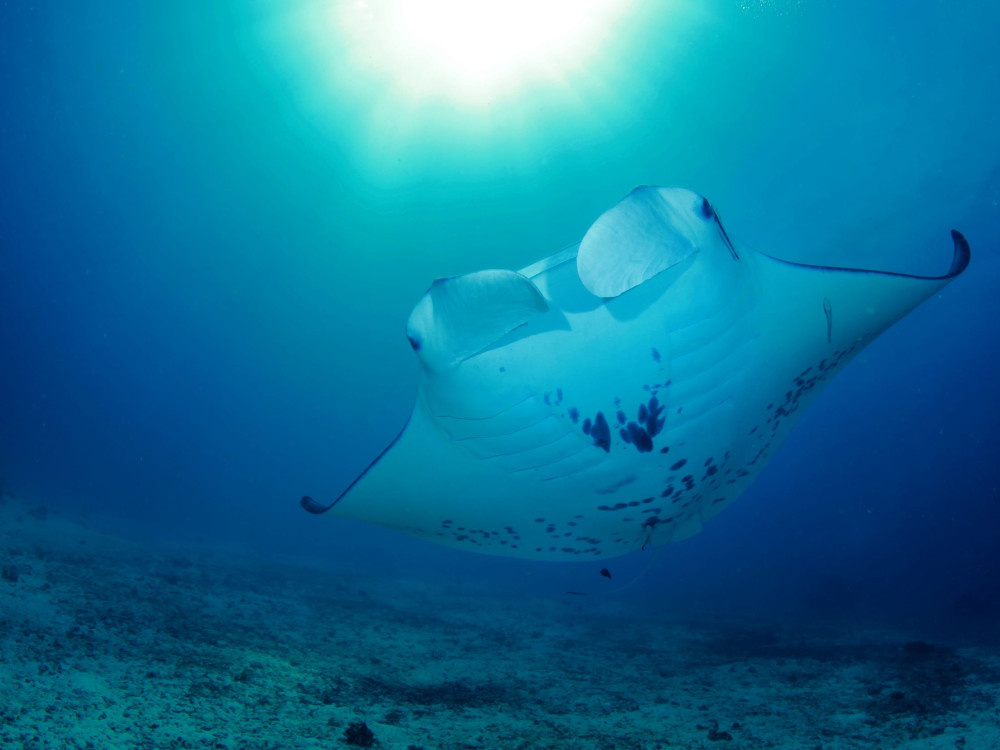 Reuzenmanta, Raja Ampat, Oost-Indonesië - Undiscovered.nl