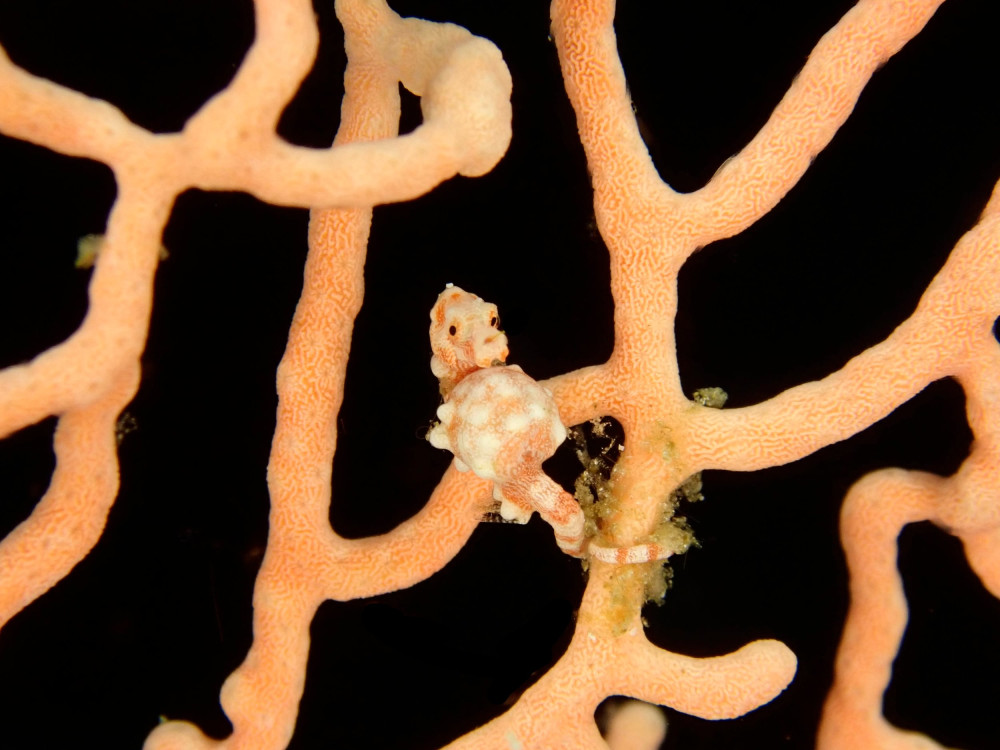 Duiken in Raja Ampat - Indo Master, Master Liveaboards - Undiscovered.nl