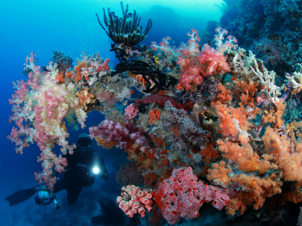 Duiken in Raja Ampat - Indo Master, Master Liveaboards - Undiscovered.nl