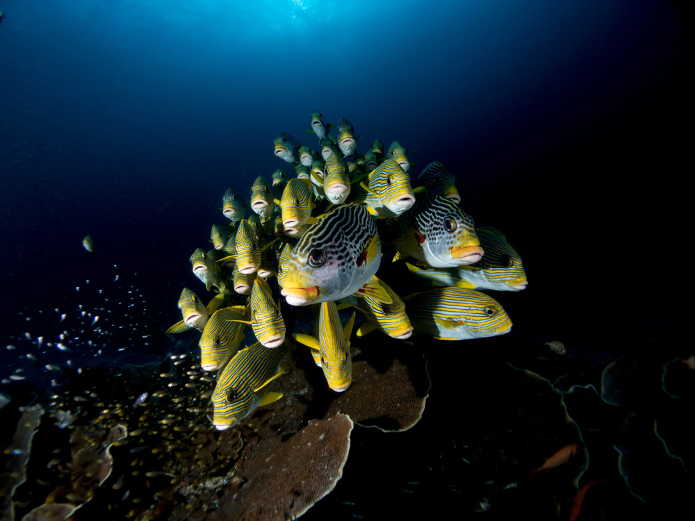 Geelgestreepte Sweetlips, Raja Ampat, Oost-Indonesië - Undiscovered.nl