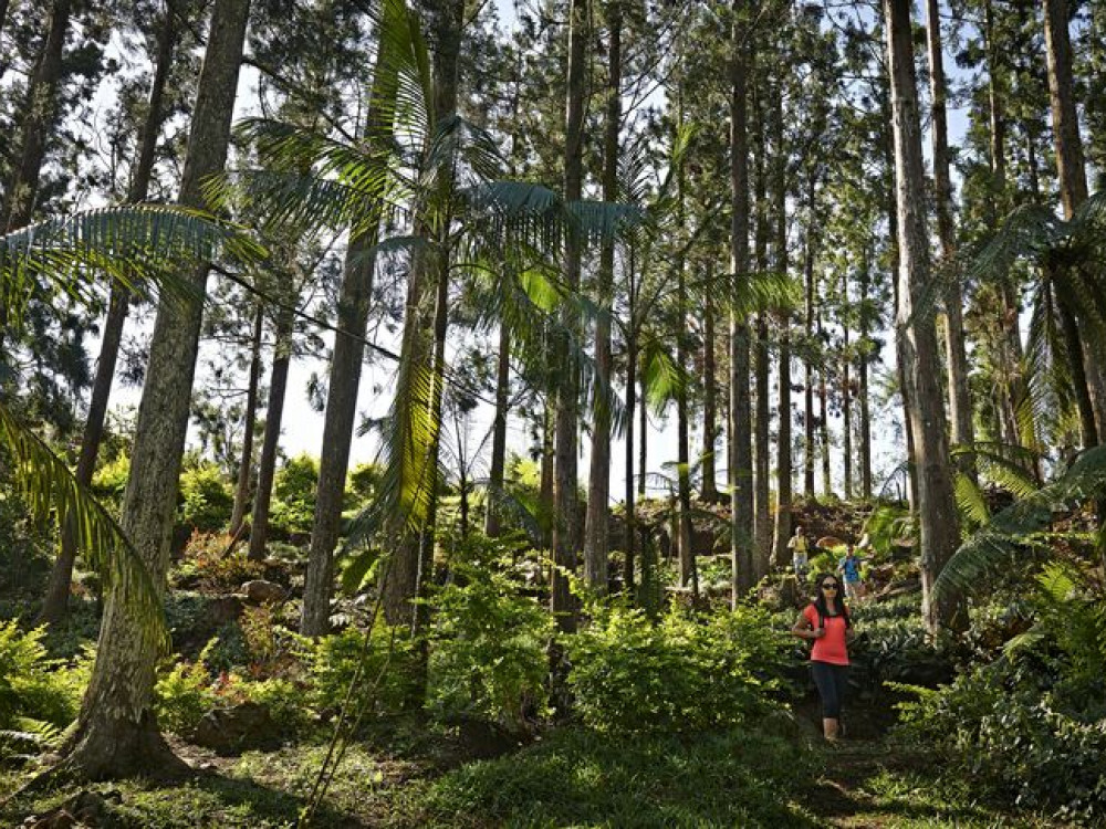 Hoge bomen in Réunion - Undiscovered.nl